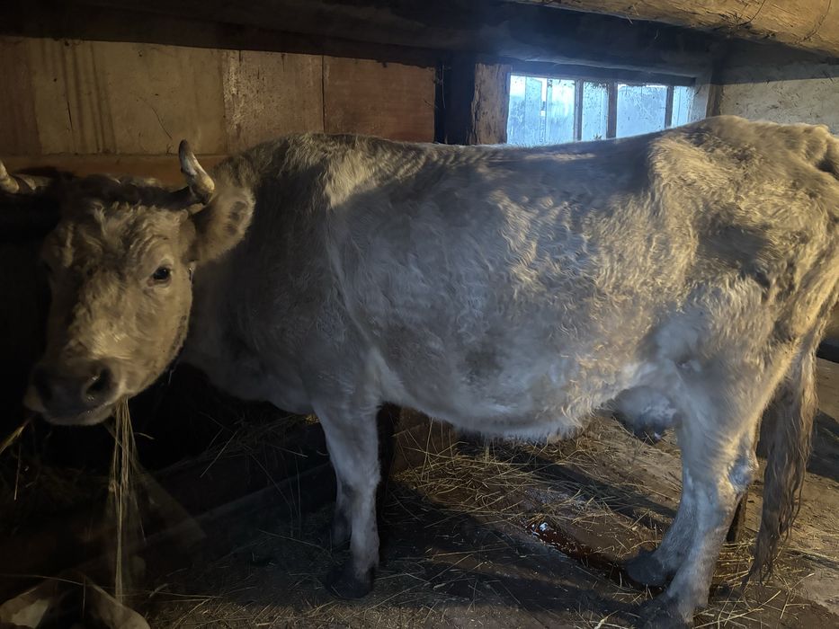 Сиыр сатам/ Продам корову