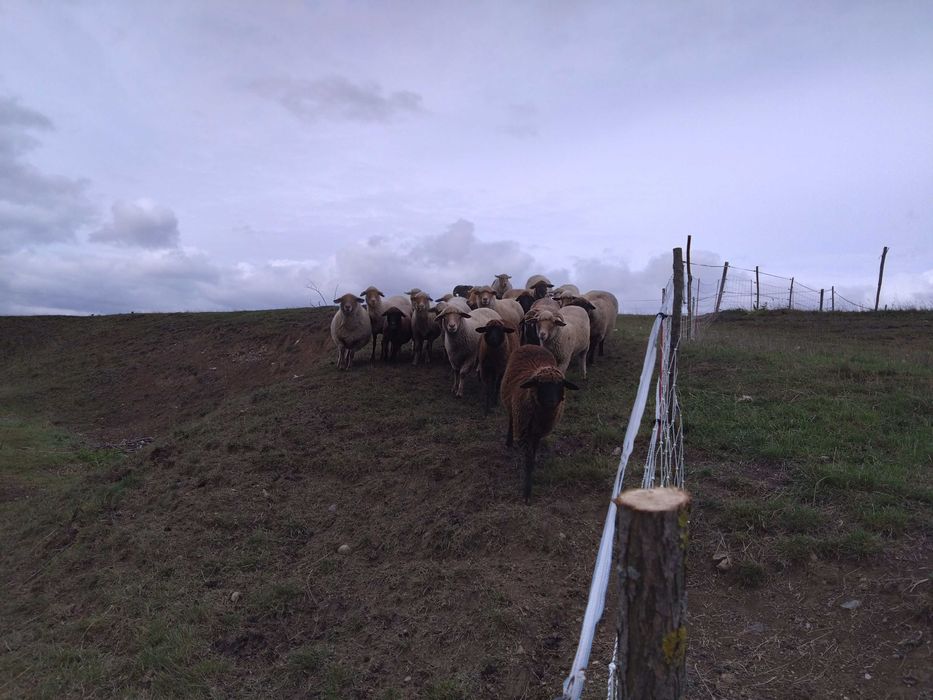 Turmă de oi țigaie ruginie și țigaie neagră