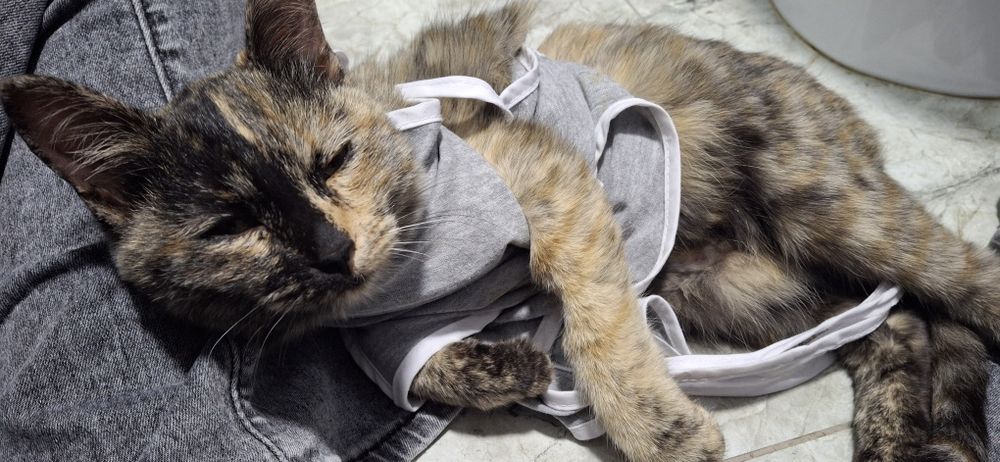 Продам !только в квартиру !2 самок им уже 7 месяцев стерилизованные