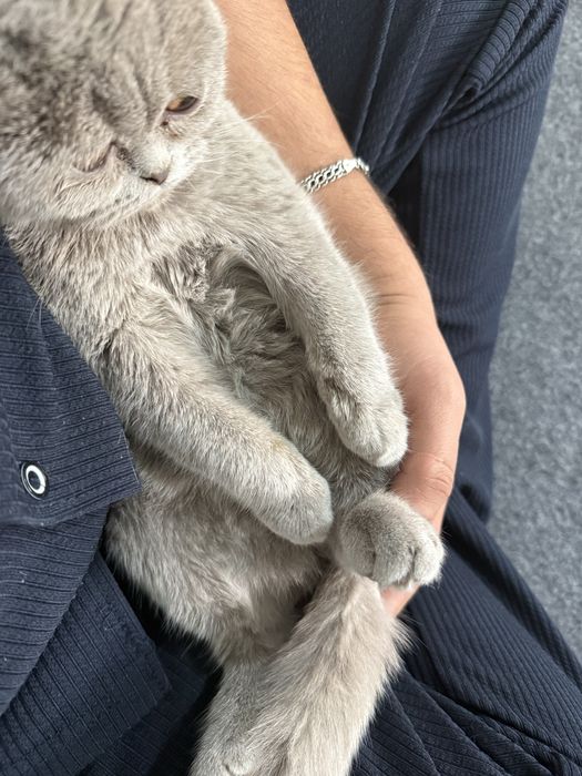 Скотош фолд 4 ойлик мушук киз акили