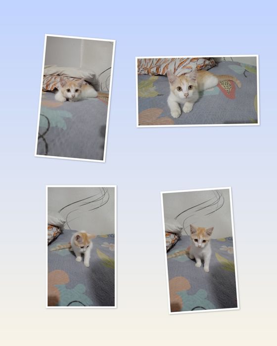Котёнок Рыжик ищет семью