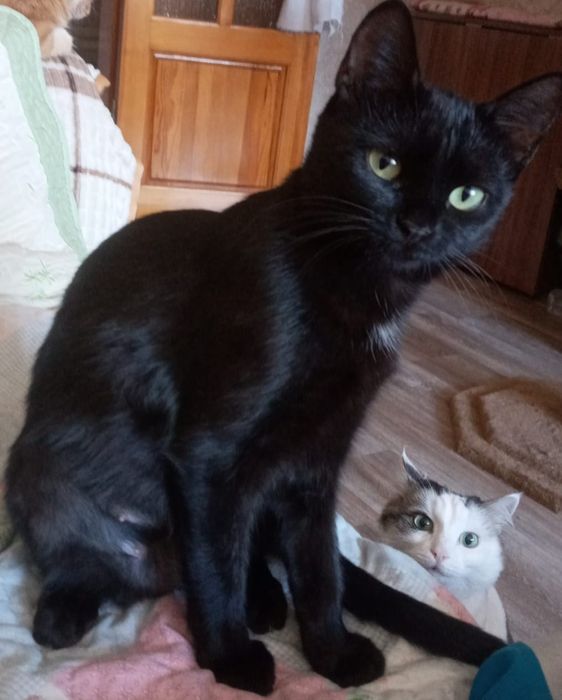 Кошечка срочно ищет дом