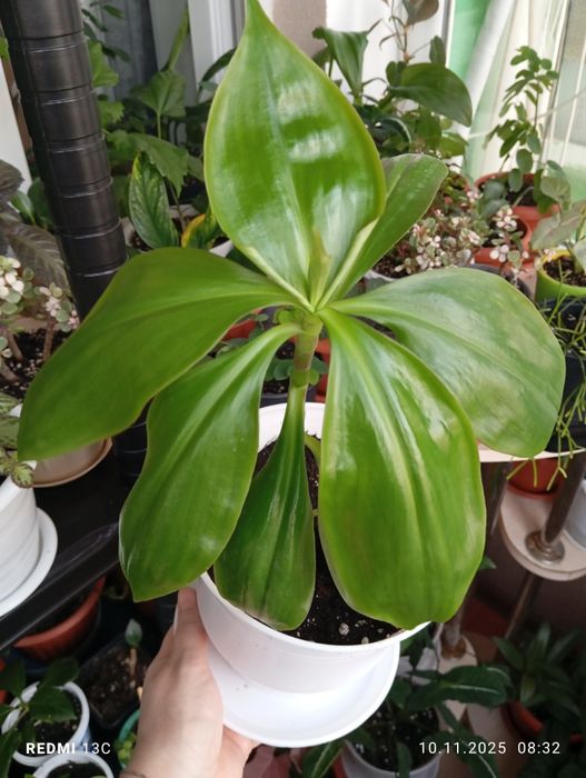 Продам растения цветы