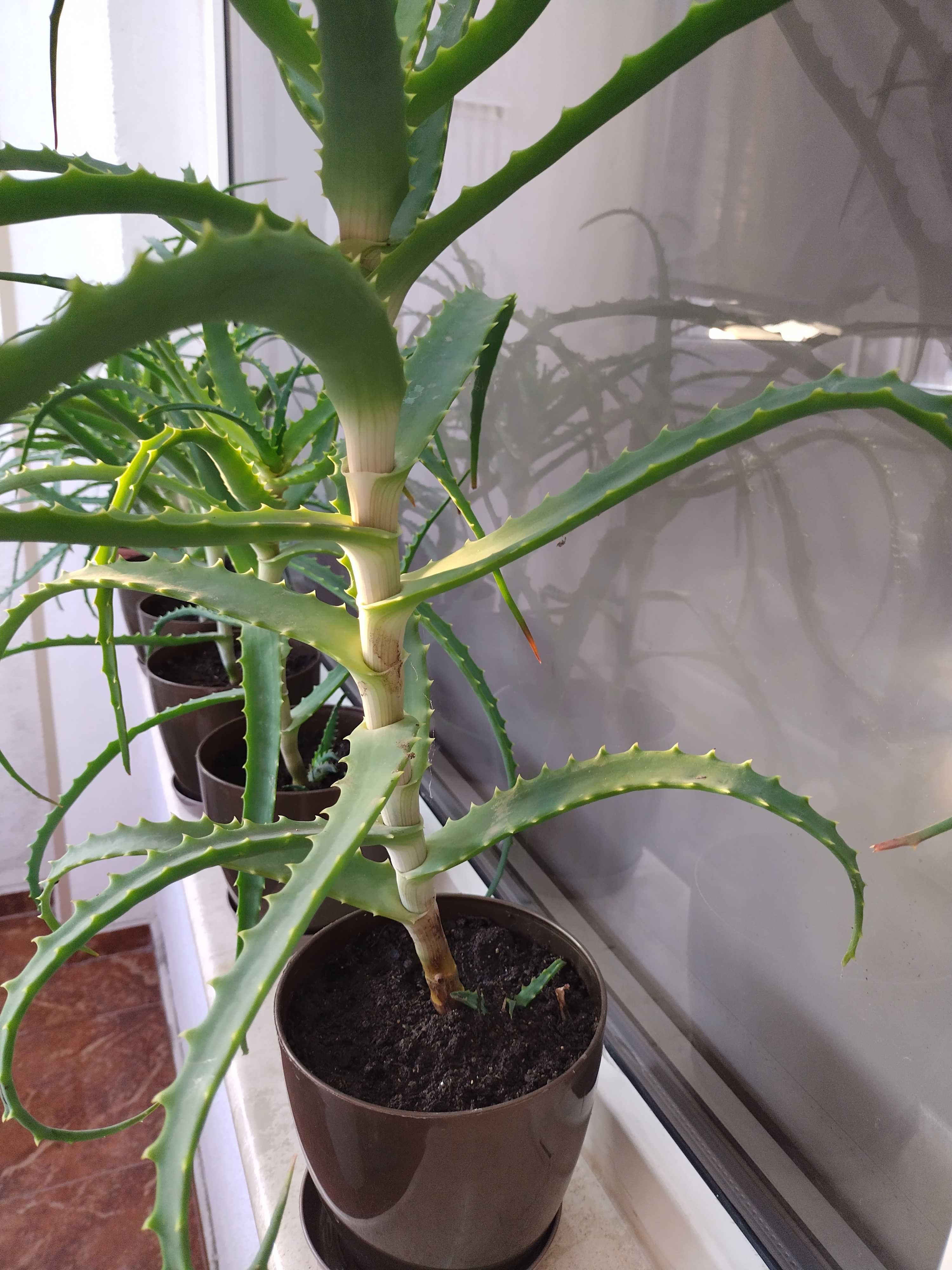 Алое вера(Aloe Аrborescens)лечебно дървовидно растение