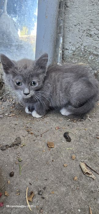 Котенца търсят дом