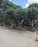 Gazon Rulou Sisteme De Irigare