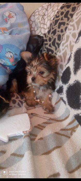 Yorkshire terrier mini toy