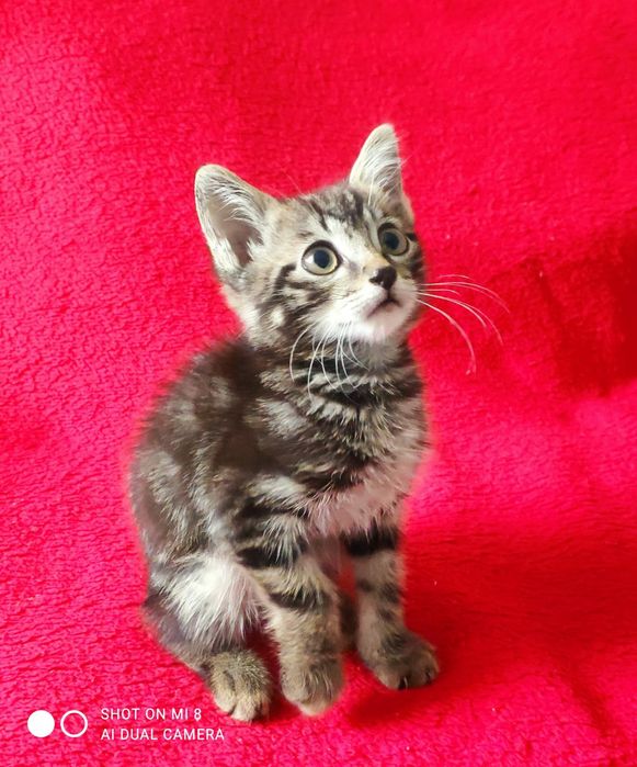 Отдается котенок