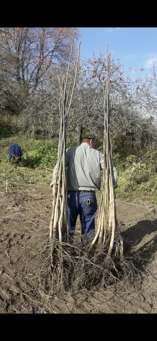 Livram;Plantam Nuci Chandler Aluni Soi.Ciresi. Paulownia RO UE