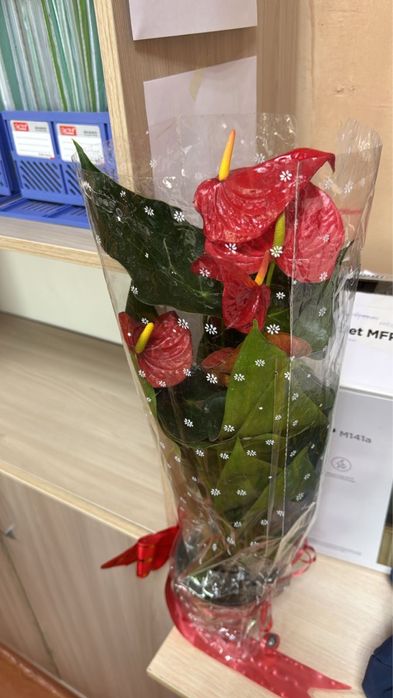 Гүл сатылады 5000 тг