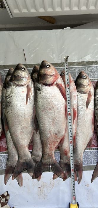 Рыба Толстолоб свежий