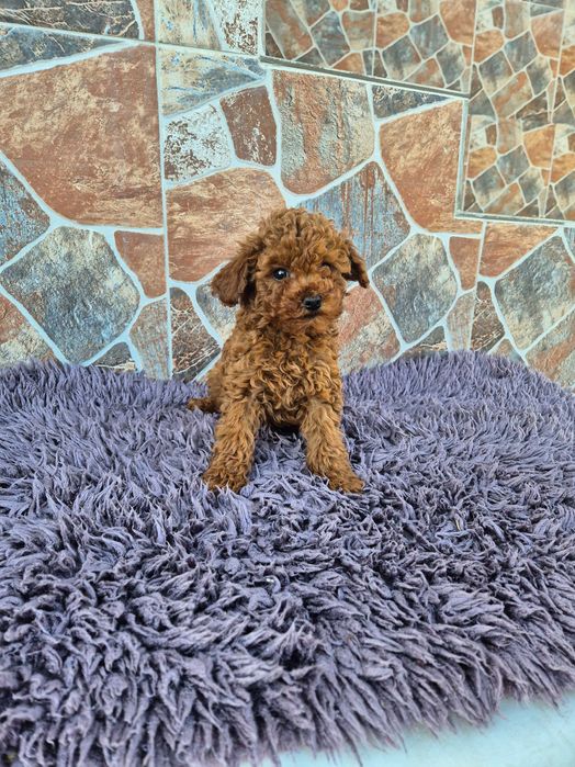 "Мини пуделчета"