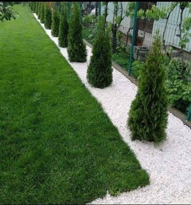 Plante ornamentale