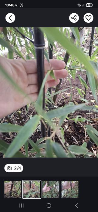 Черен Бамбук растения над 2 м.