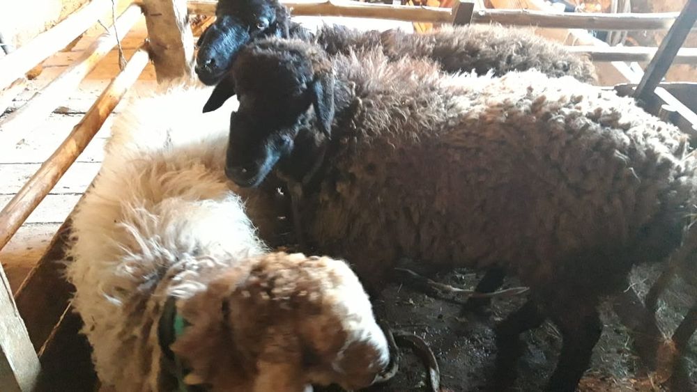 Үш бас тоқты сатылады