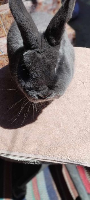 Un mascul albastru vienez și o pereche de berbeci germani bitici