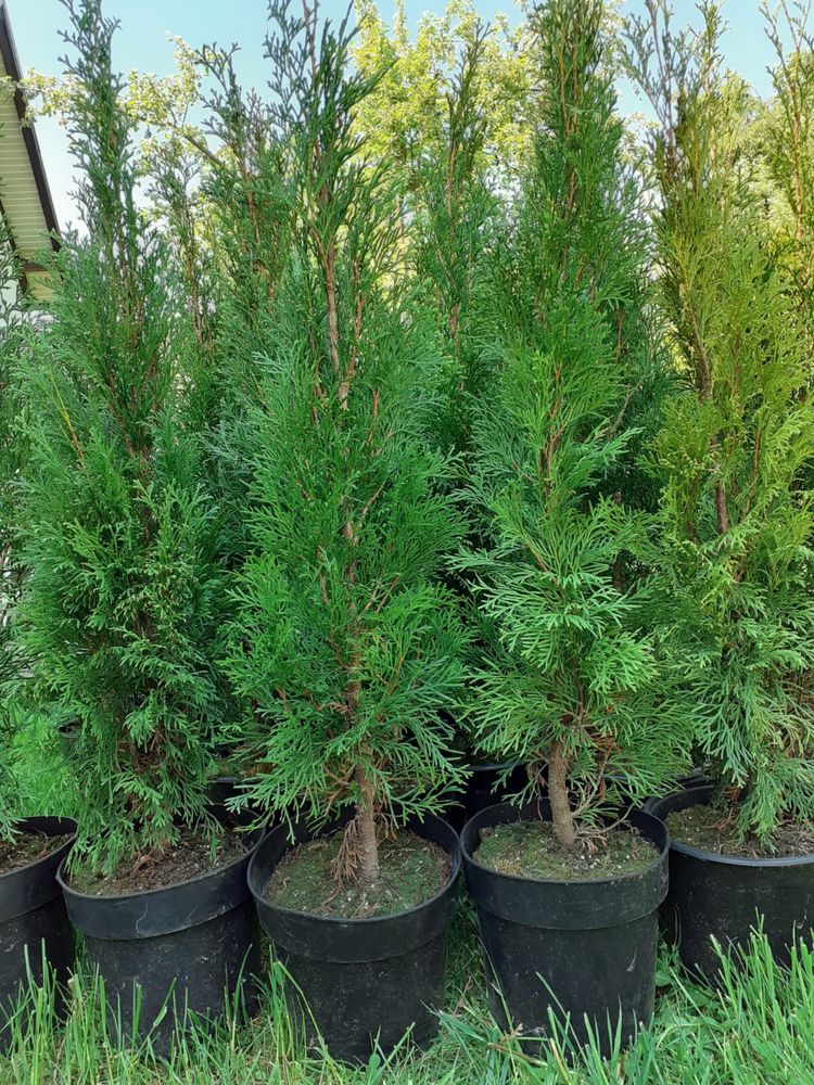 Tuia ( thuja ) smaragd perfect aclimatizați crescuti doar afara