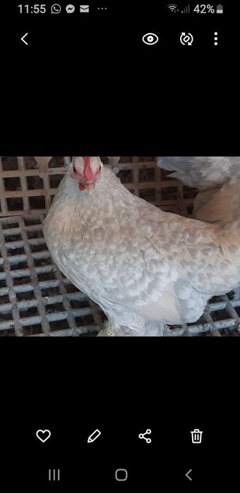 Familie mii de flori,isabell