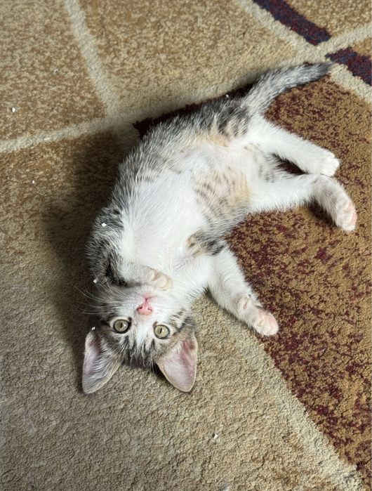 Домашний котенок девочка