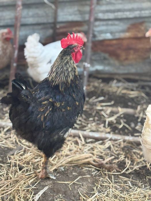 Xoroz sotiladi 2 ta qora