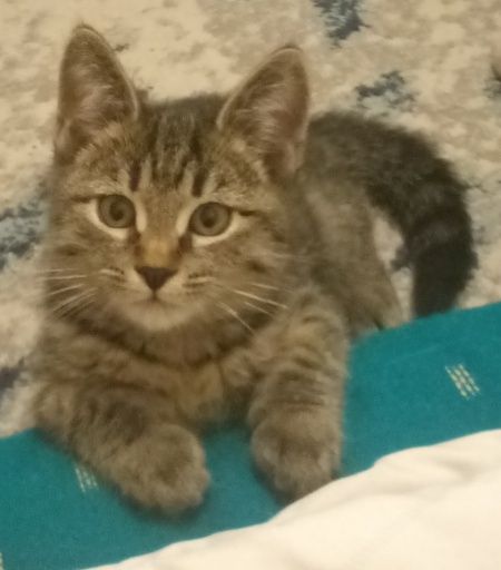 Восхитительный Котёнок