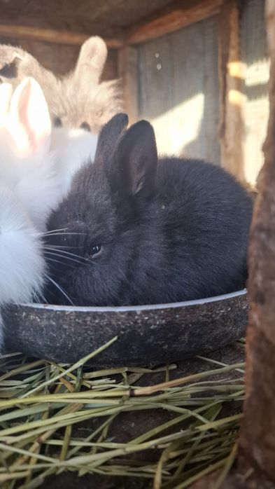 Vând iepuri cap de leu