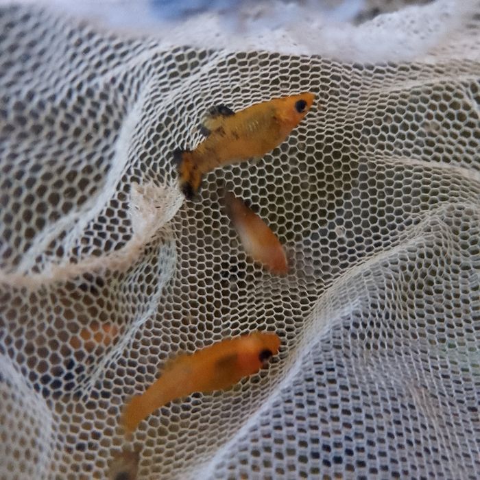 Черные и Жёлтые Мулинезии местного разведения