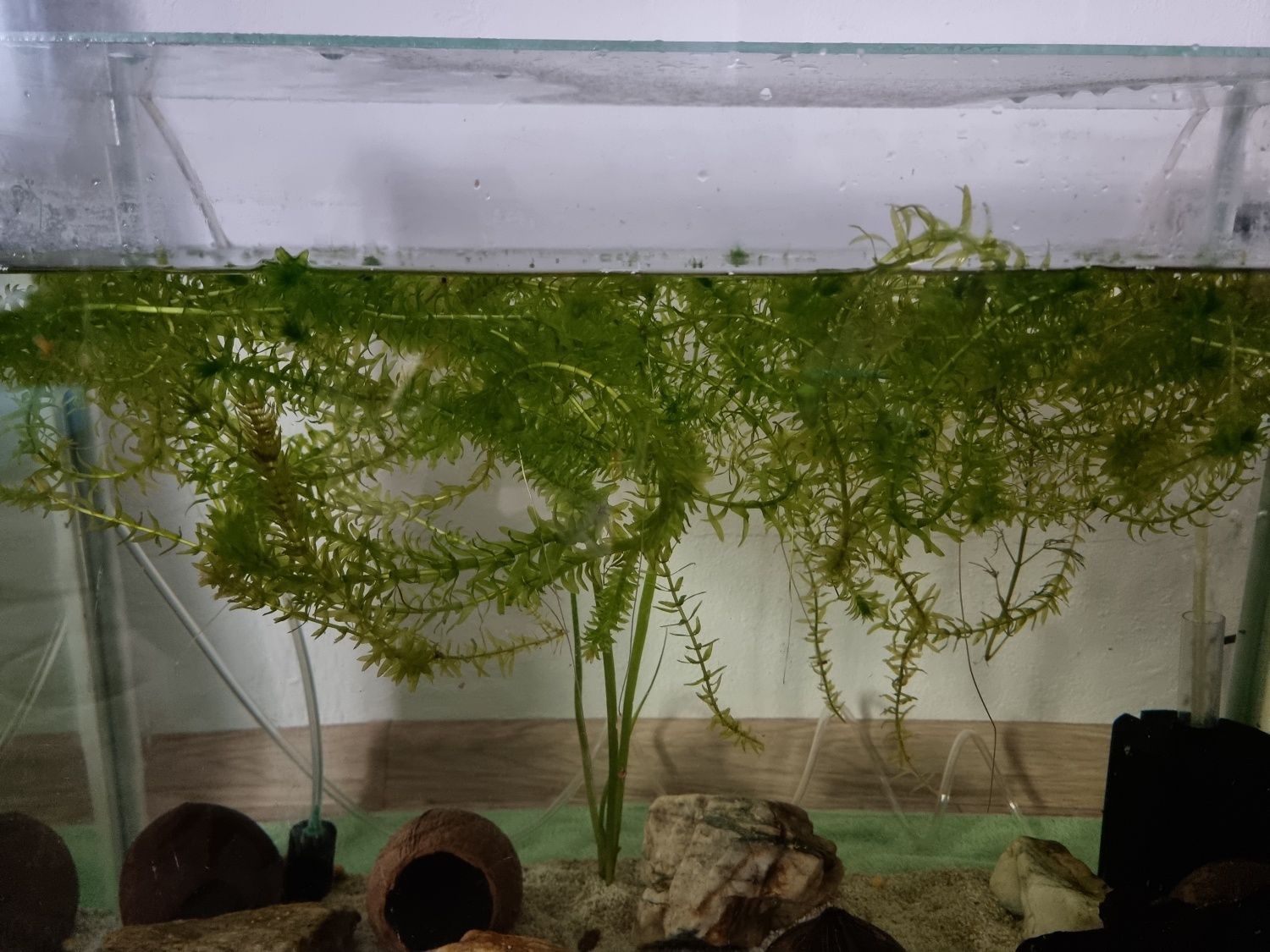 Plante acvariu elodea densa