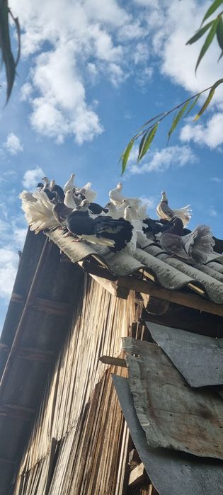 Vând porumbei rotati