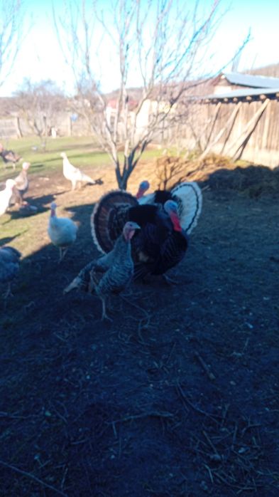 Vând 2 ieduti tineri