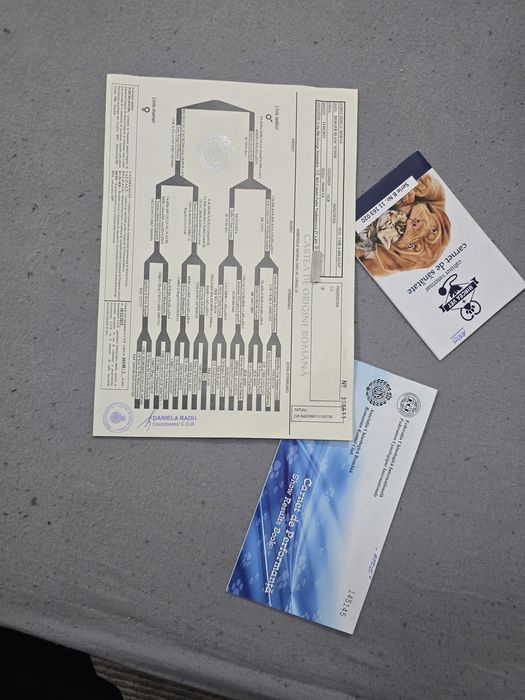 Pereche Ciobanesc elvetian pedigree tip A