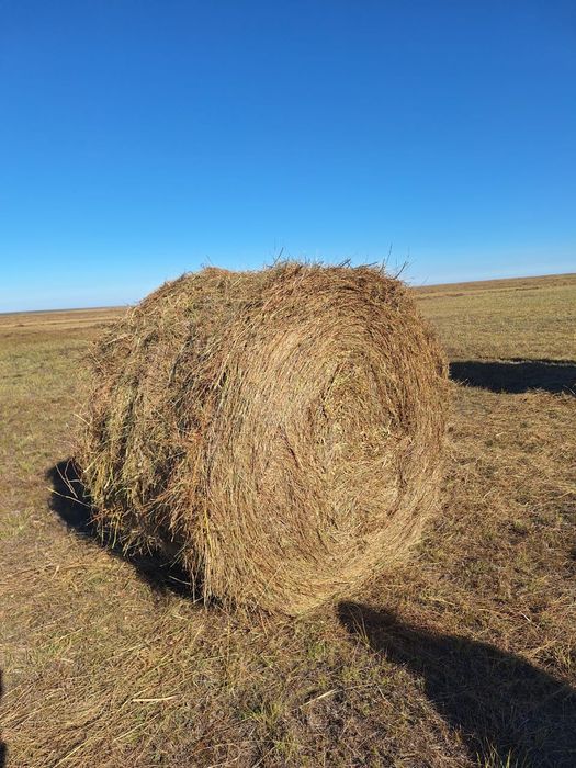 Продам сено разнотравье