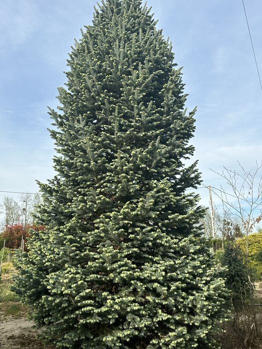 Spiral Tuia PonPon Magnolia Grandiflora Palmier Trachycarpus catapla
