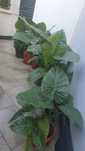 Plante ornamentale gradina Urechea elefantului  Alocasia Macrorrhiza