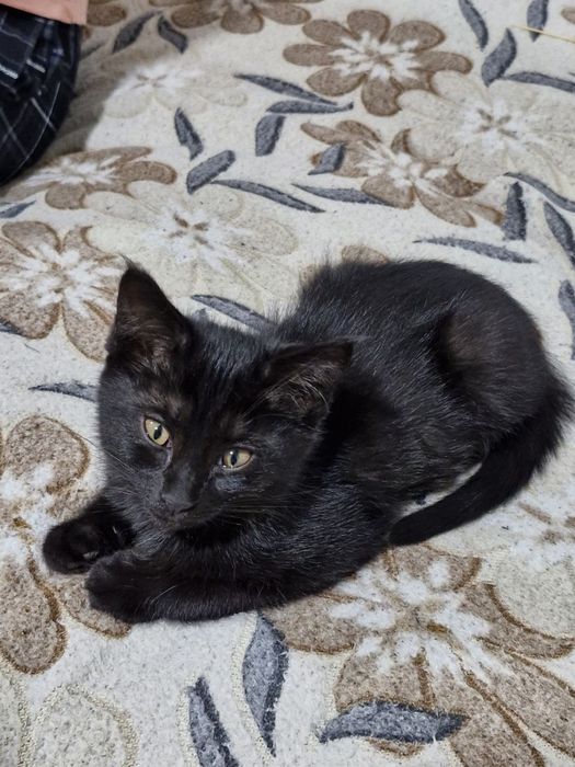 Отдам котёнка в хорошие руки