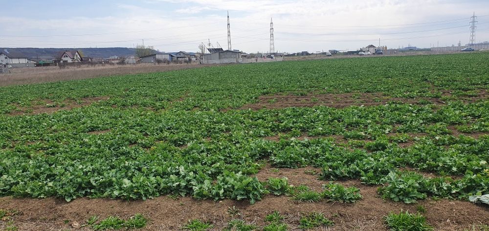 Teren Intravilan Sat Proaspeți,Curtisoara