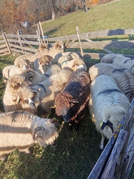 Oi de vânzare 700 lei bucata