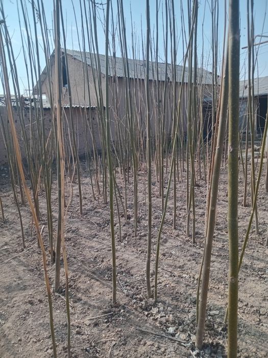 Pavloniya kochatlari sotiladi ishonchli 15 ming somdan eng yaxshi navi