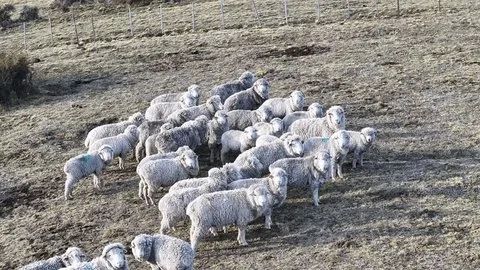 В связи с переездом отдам скот