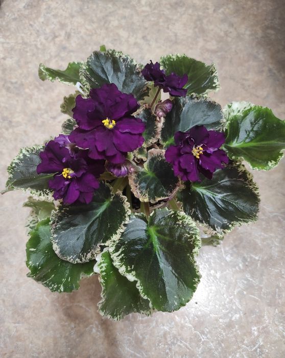 Фиалка София Ротару комнатный цветок