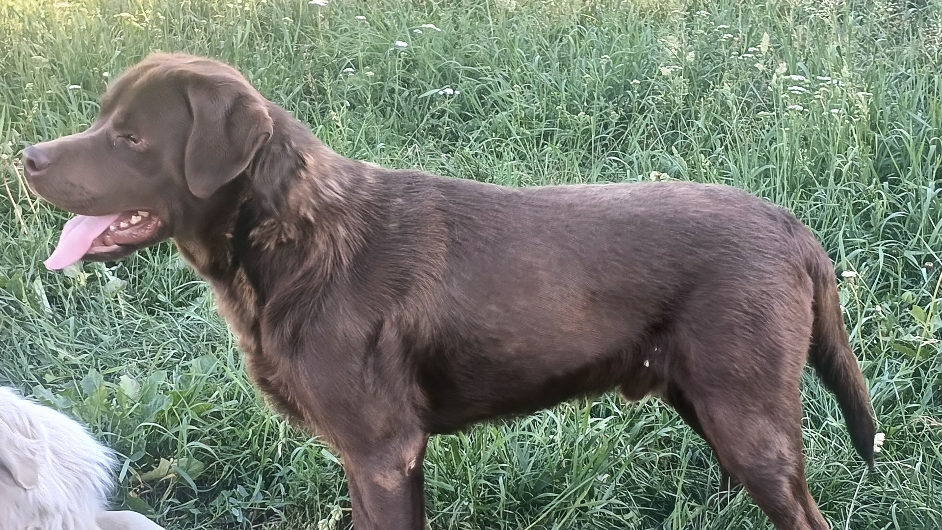 Mascul Labrador cu pedigree ciocolatiu