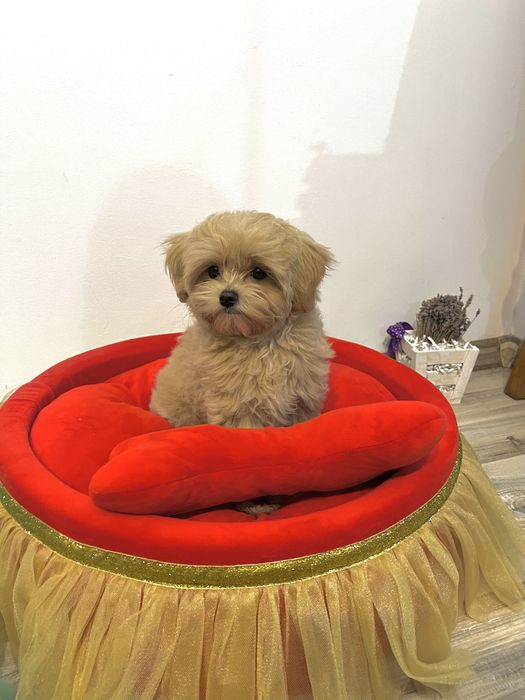 Fetiță Maltipoo – Bella, 3 luni