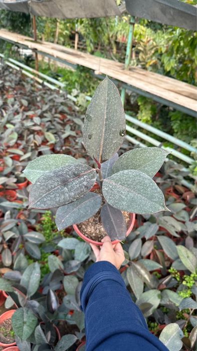 Фикус. Комнатный растение