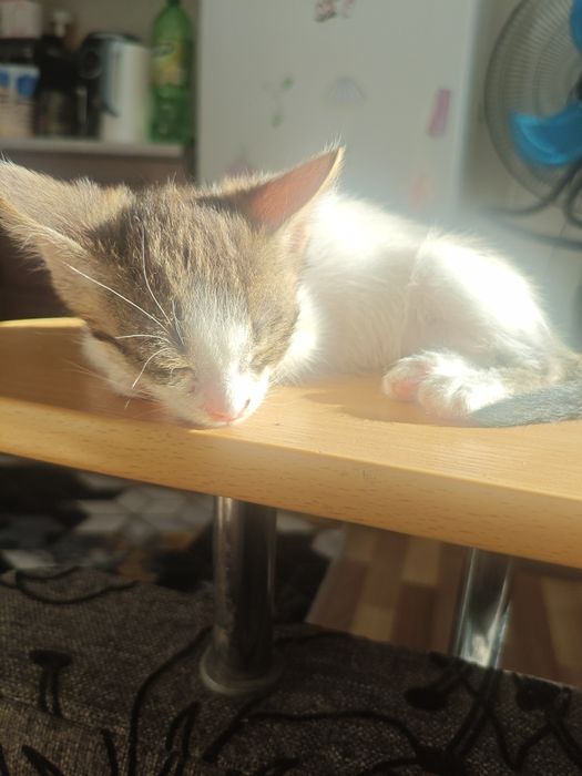 Отдам котёнка 1 мес, мальчик