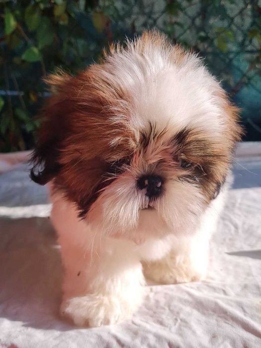 Mascul  Shih Tzu