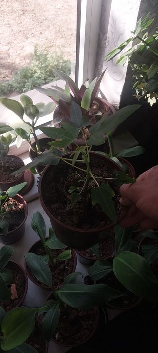 Banan papaya ko'chatlar sotiladi