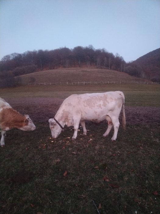 Vaca gestanta in 3 luni, buna de lapte, cuminte la muls