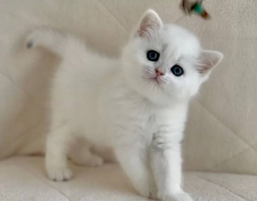 серебристые котята