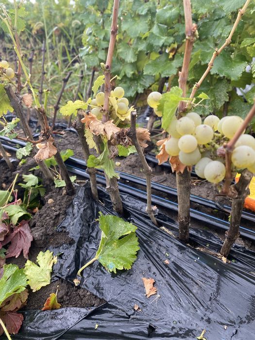 Vand butasi vita de vie