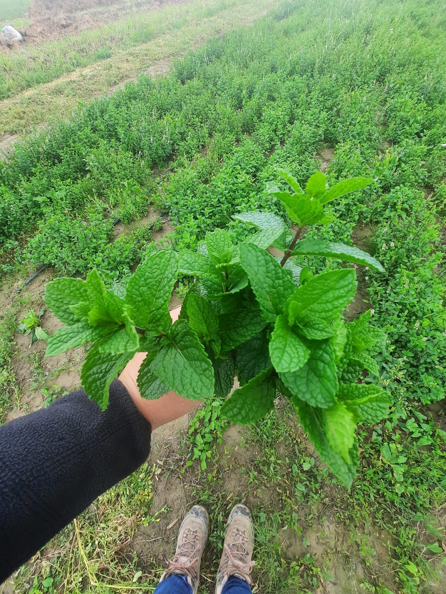 Menta olandeza proaspata